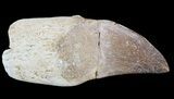 Rooted Mosasaur (Prognathodon) Tooth #43191-1